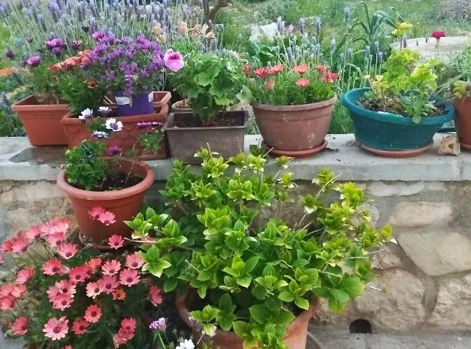 Alenka Apartman Murter